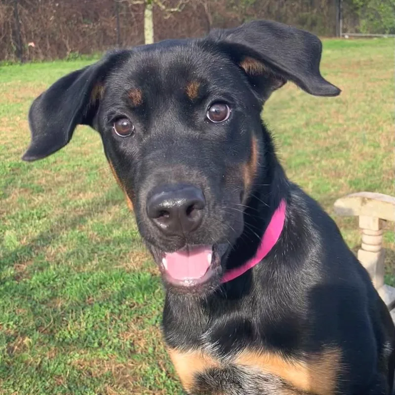 Harley Quinn thumbnail 2