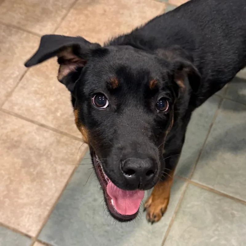 Harley Quinn thumbnail 3