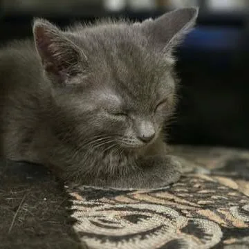 A baby small-sized male Gray / Blue / Silver Domestic Short Hair cat named Winkin for adoption in West Olive, MI