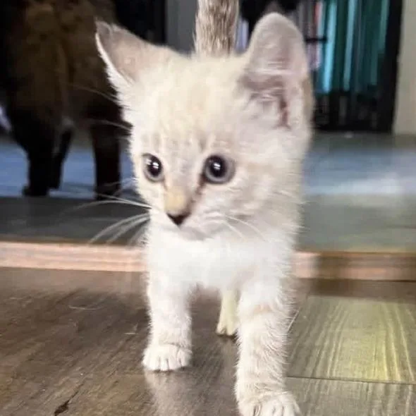 Snowball