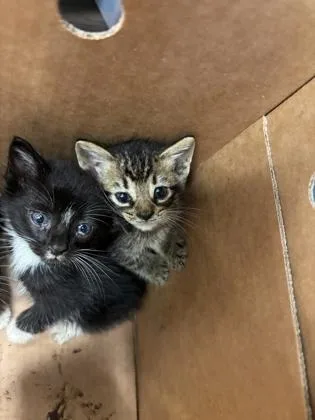 A baby small-sized male Domestic Short Hair cat named Felicity for adoption in Atlanta, GA