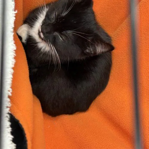 A baby small-sized male Black Domestic Short Hair cat named Stache for adoption in Sanford, NC