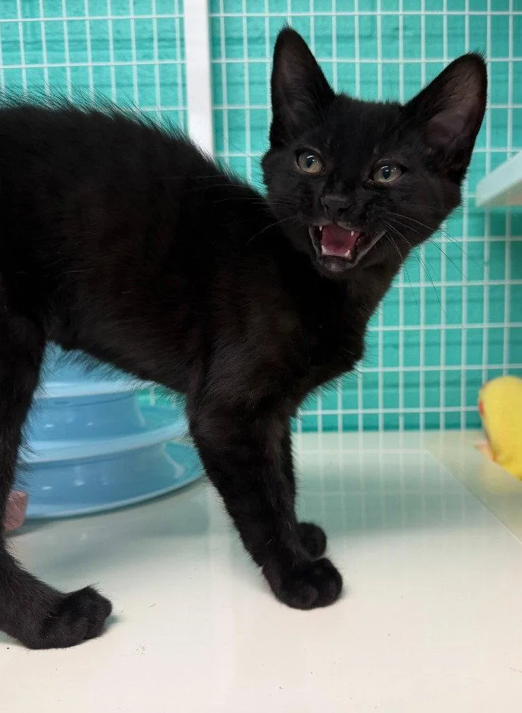 A baby medium-sized male Black Domestic Medium Hair cat named Quagmire for adoption in St. Helens, OR