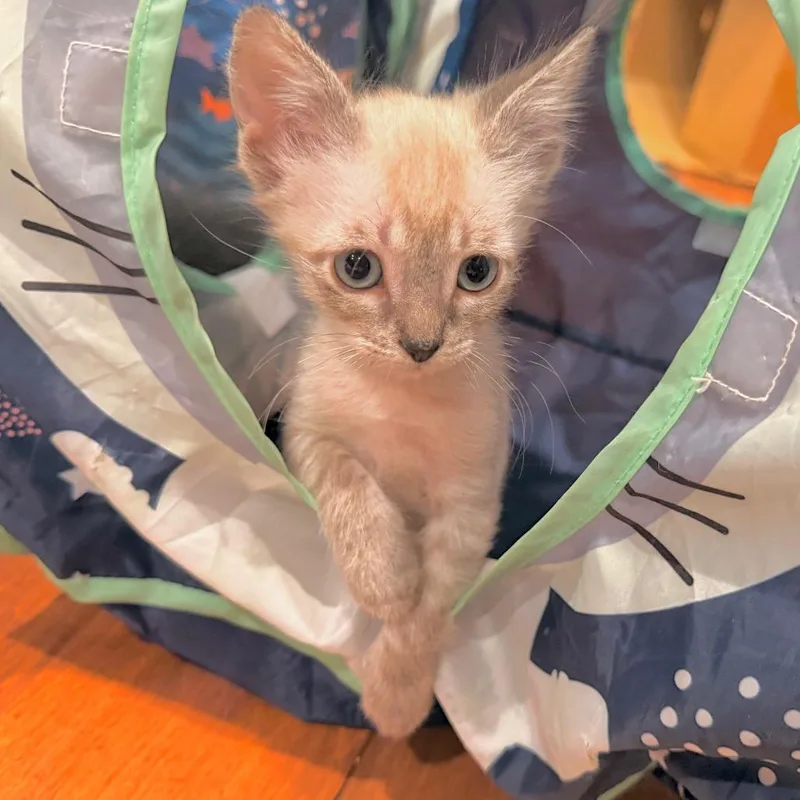 A baby small-sized male Cream / Ivory Domestic Short Hair cat named Blue for adoption in Duncan, OK
