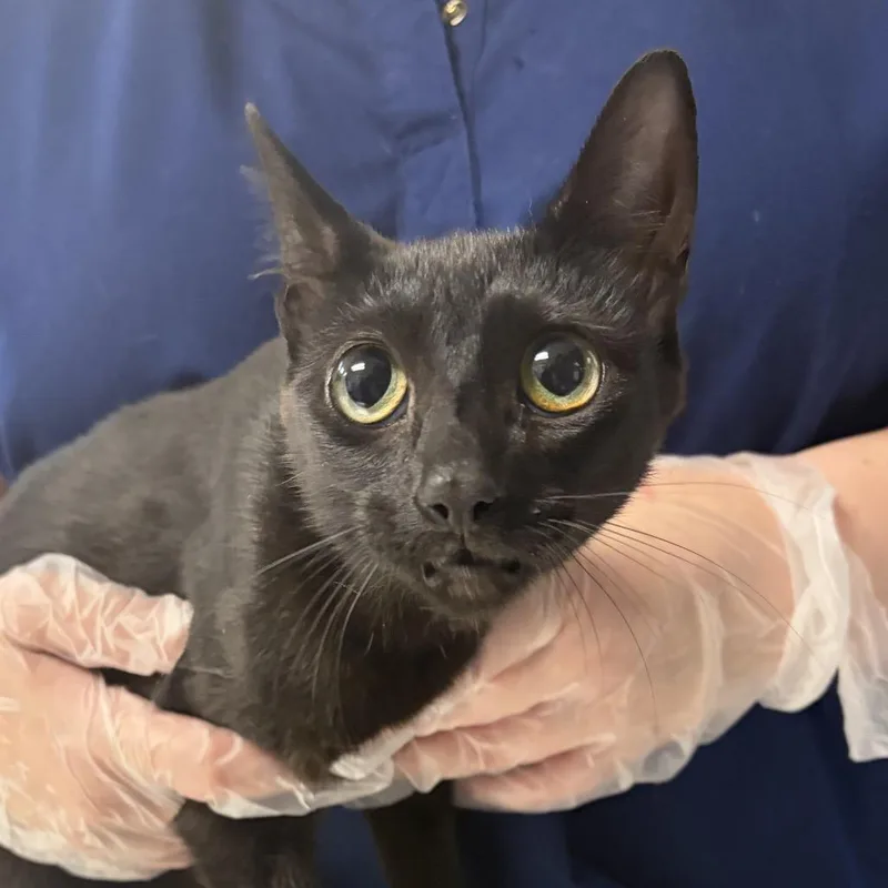 A young medium-sized female Black Domestic Short Hair cat named Sadie Sink for adoption in Newark, NJ