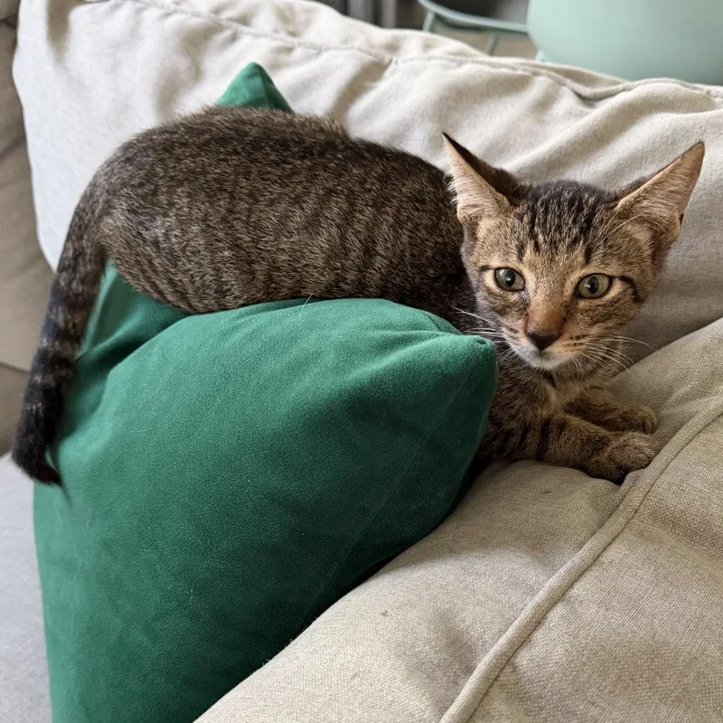A baby small-sized male Brown / Chocolate Domestic Short Hair cat named Luis for adoption in Houston, TX