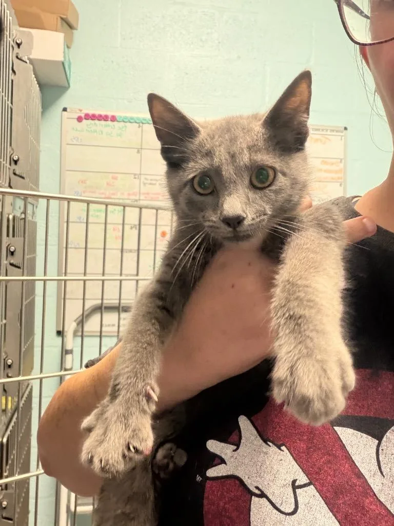A baby small-sized male Domestic Short Hair cat named Eclair for adoption in Cape Coral, FL