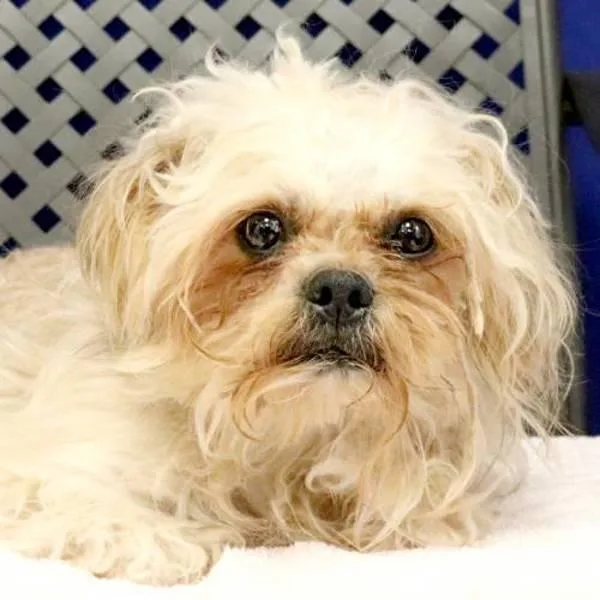 An adult small-sized male Shih Tzu dog named Seany for adoption in Fort Davis, TX