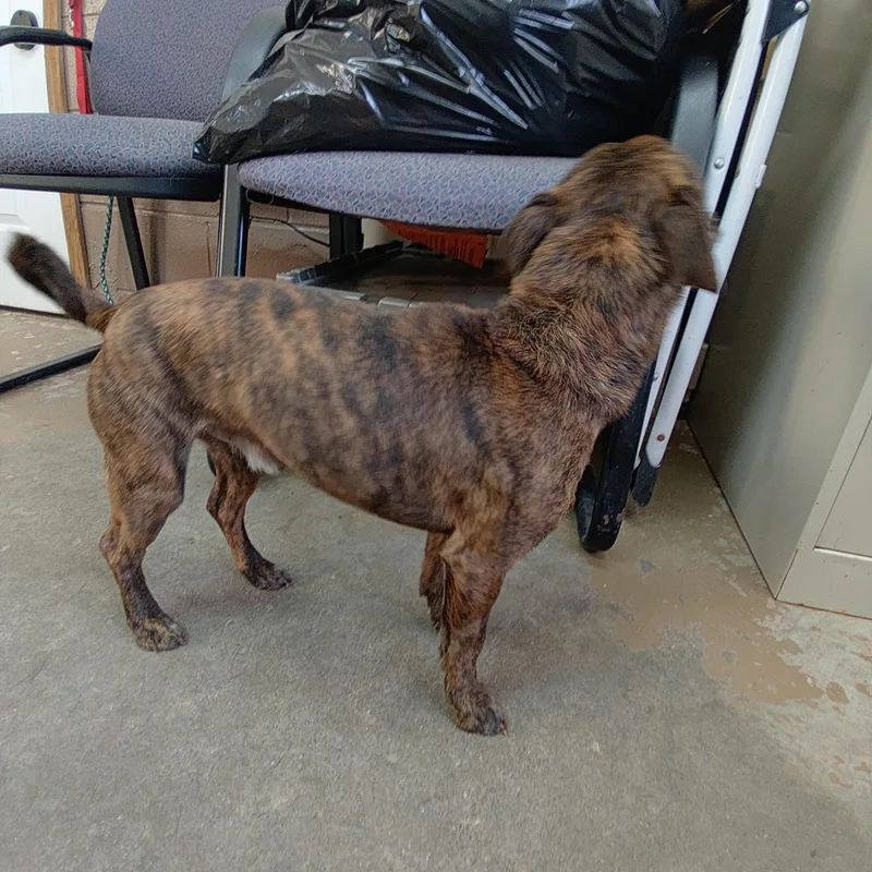 An adult small-sized male Brindle Jack Russell Terrier dog named 26-017 for adoption in Carrollton, OH