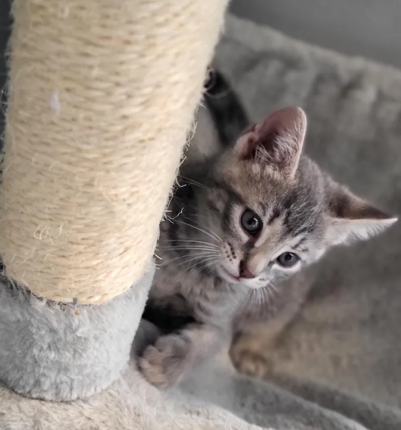 A baby small-sized male Domestic Short Hair cat named Deci for adoption in Bloomington, IN