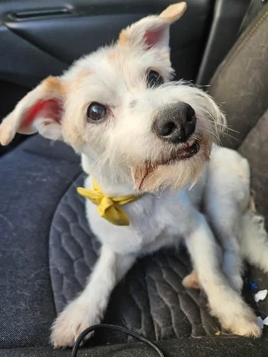 A senior small-sized male White / Cream Terrier dog named Toby for adoption in Broken Arrow, OK