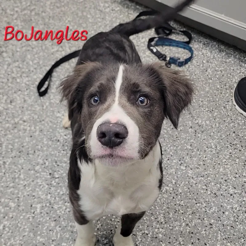 Bojangles