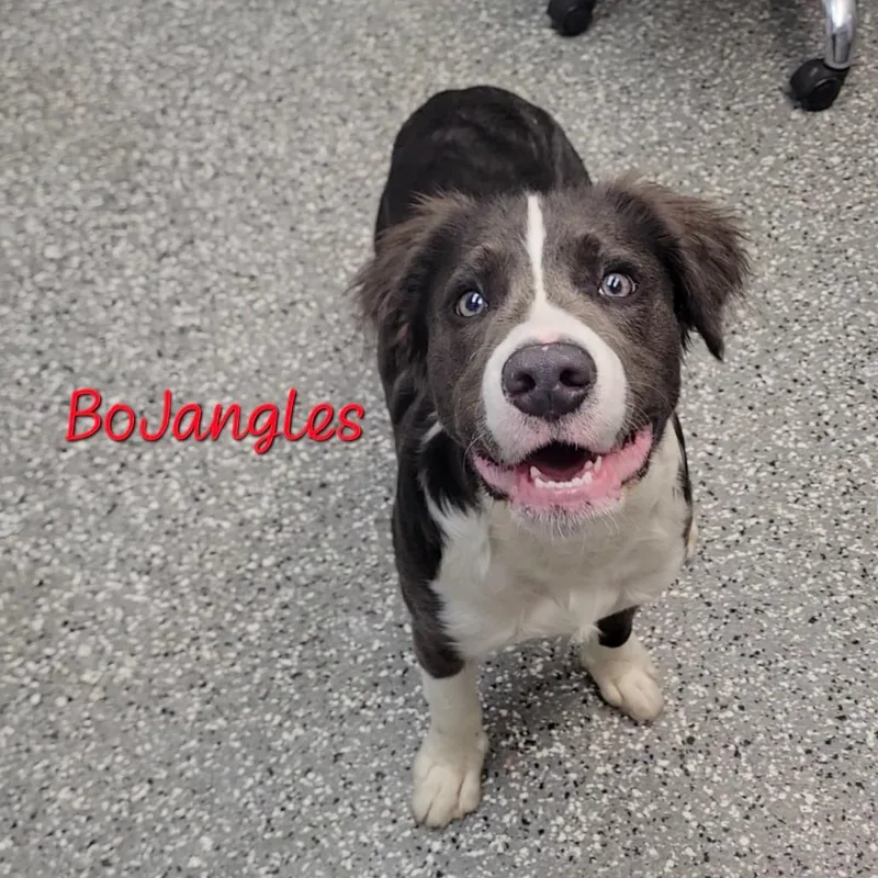 Bojangles thumbnail 2