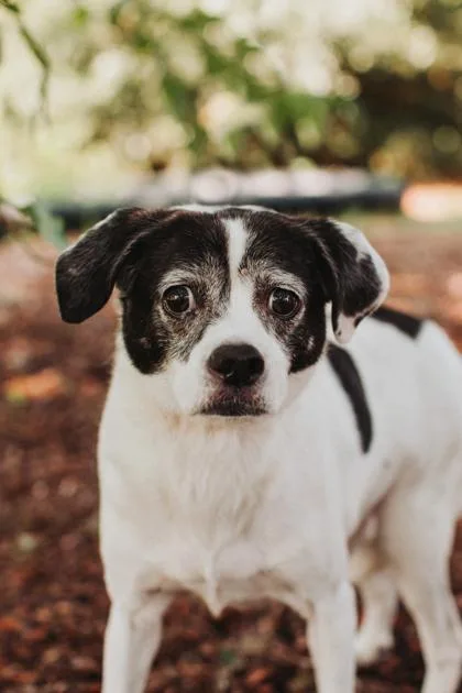 An adult small-sized male Beagle dog named a Spike for adoption in North Charleston, SC