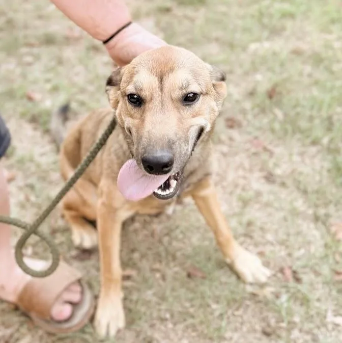 A young medium-sized female German Shepherd Dog dog named Lily for adoption in Fosters, AL