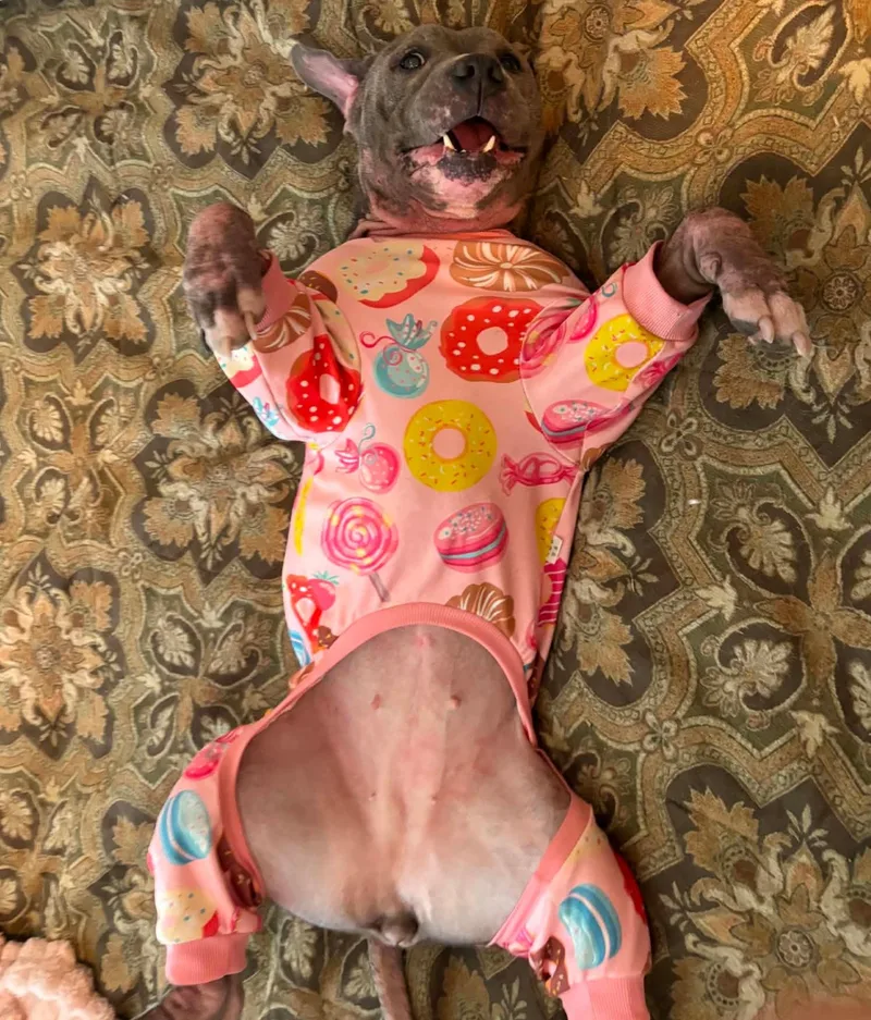 A young medium-sized female Gray / Blue / Silver Pit Bull Terrier dog named Cinderella for adoption in Benbrook, TX