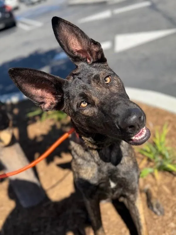 A young medium-sized female Brown / Chocolate Belgian Shepherd / Malinois dog named Paige for adoption in Carlsbad, CA