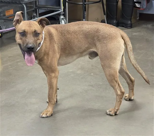 A young large-sized male Pit Bull Terrier dog named Duncan for adoption in Phoenix, AZ