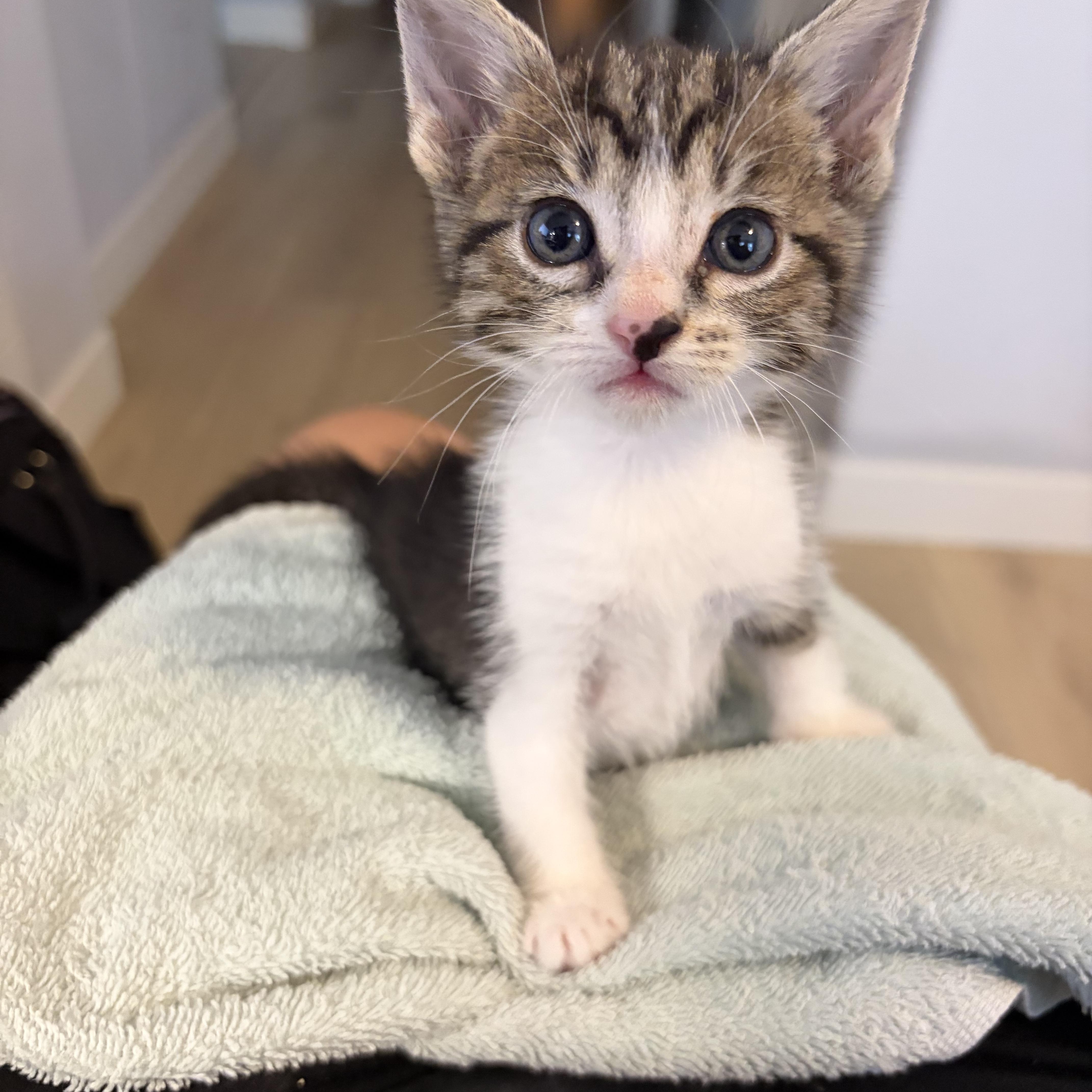 A baby medium-sized male Tabby (Brown / Chocolate) Domestic Short Hair cat named Blot for adoption in Santa Ana, CA