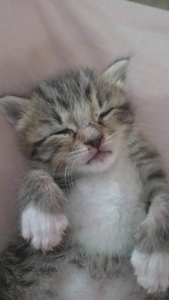 A baby small-sized female Domestic Short Hair cat named Pippa for adoption in Hartsville, SC
