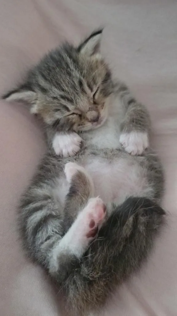 Pippa thumbnail 4