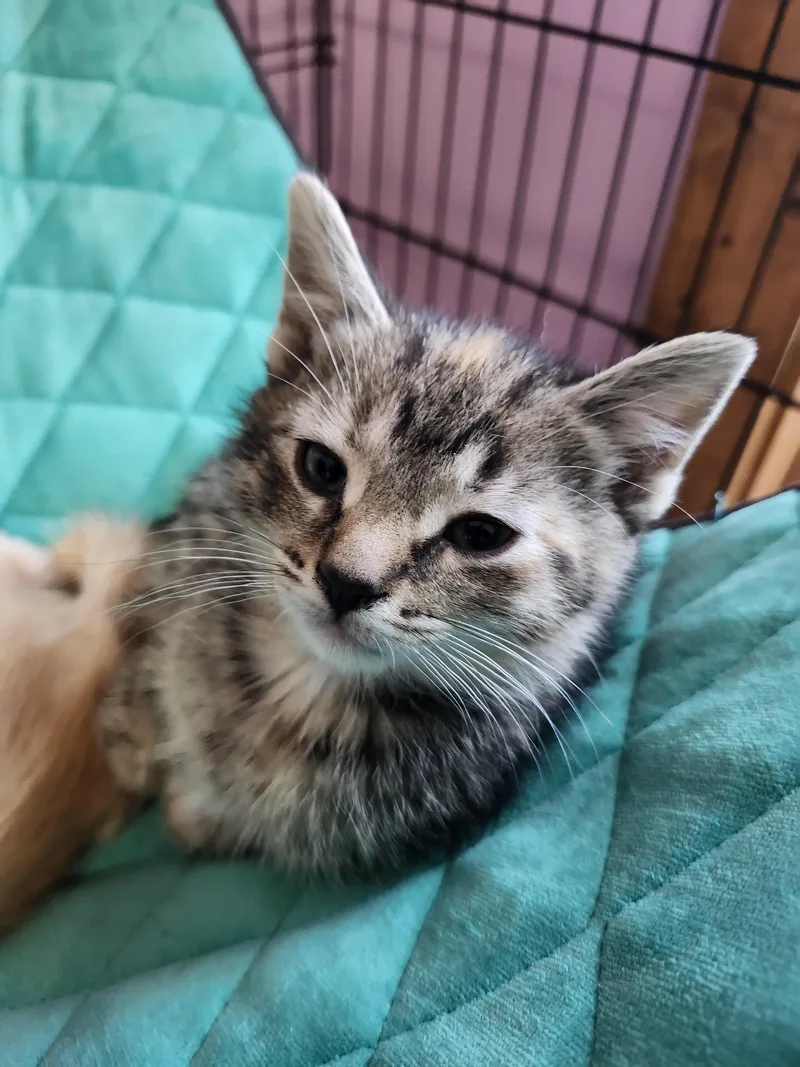 A baby medium-sized female Tortoiseshell Domestic Short Hair cat named Midge for adoption in Reynoldsburg, OH