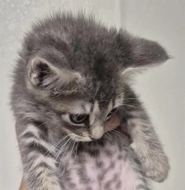 A baby small-sized male Domestic Short Hair cat named Sebastian for adoption in Bakersfield, CA
