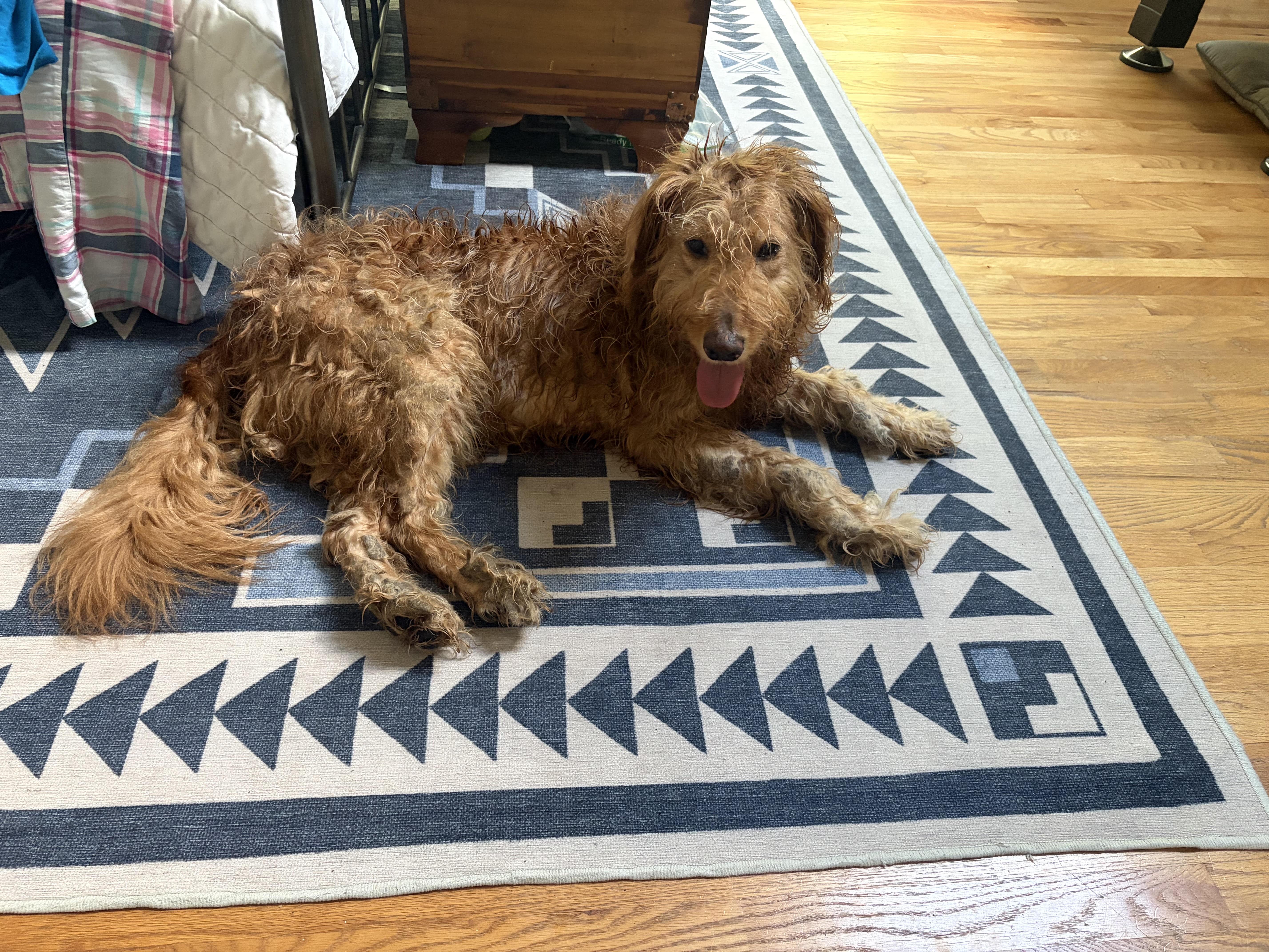 An adult medium-sized female Labradoodle dog named Parfait for adoption in Cumming, GA
