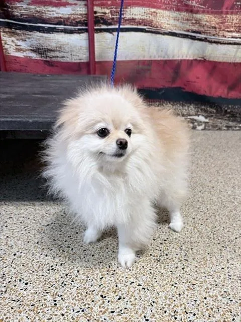 Bella