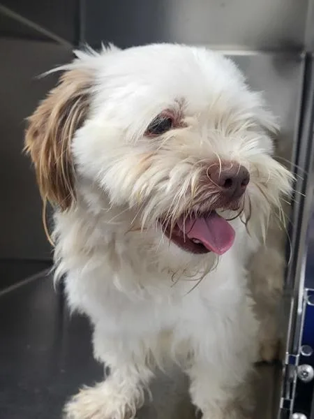 An adult small-sized male Shih Tzu dog named Pen for adoption in Lawrenceville, GA