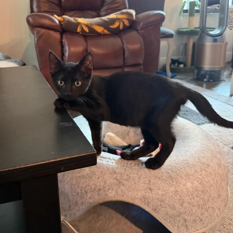 A baby small-sized male Black Domestic Short Hair cat named Puss N Boots for adoption in Port Richey, FL