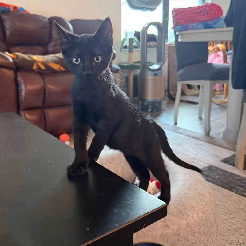 Puss N Boots thumbnail 2