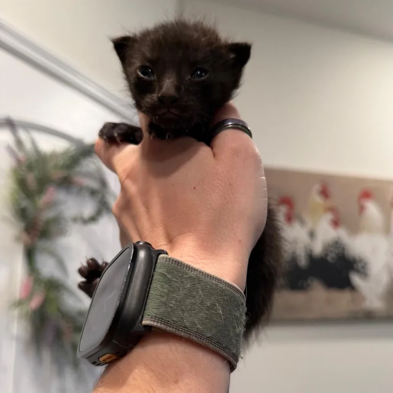 Puss N Boots thumbnail 3