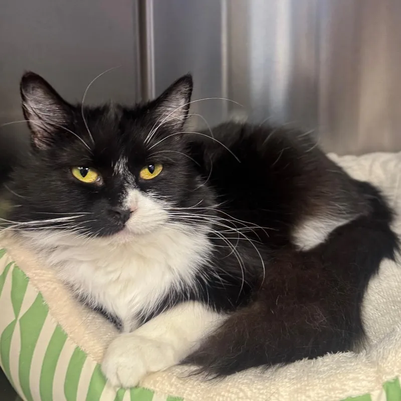 Lavender thumbnail 2