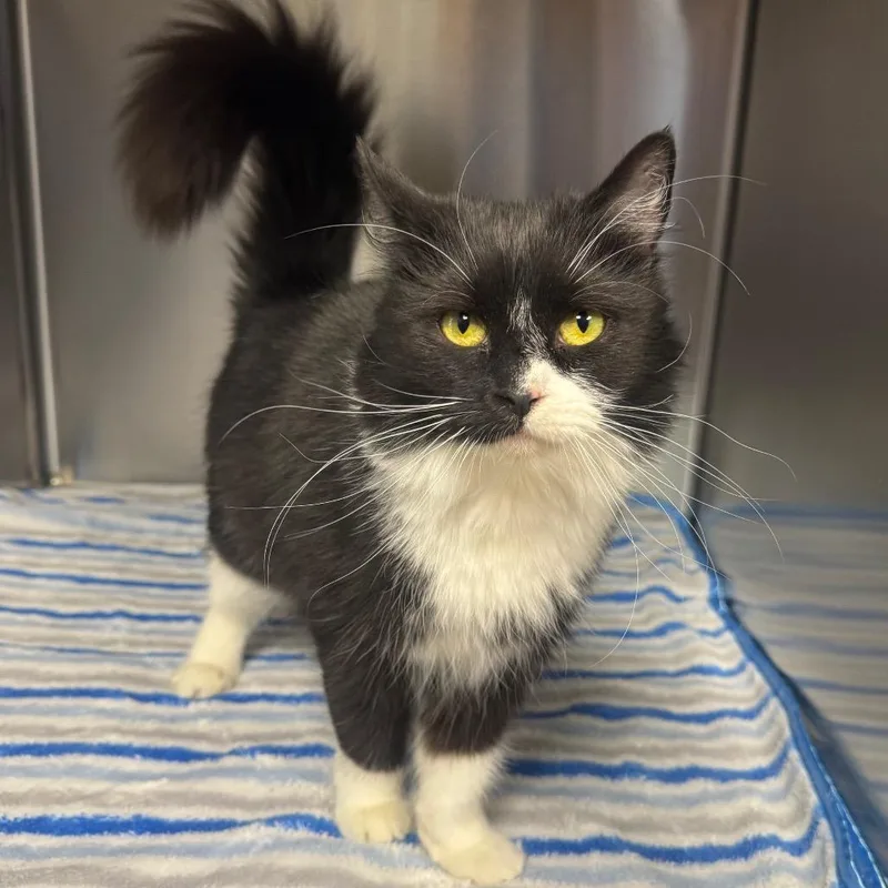 Lavender thumbnail 3