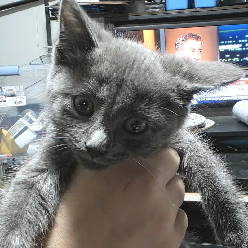 A baby small-sized male Gray / Blue / Silver Domestic Short Hair cat named Sunny Day for adoption in Sioux Falls, SD