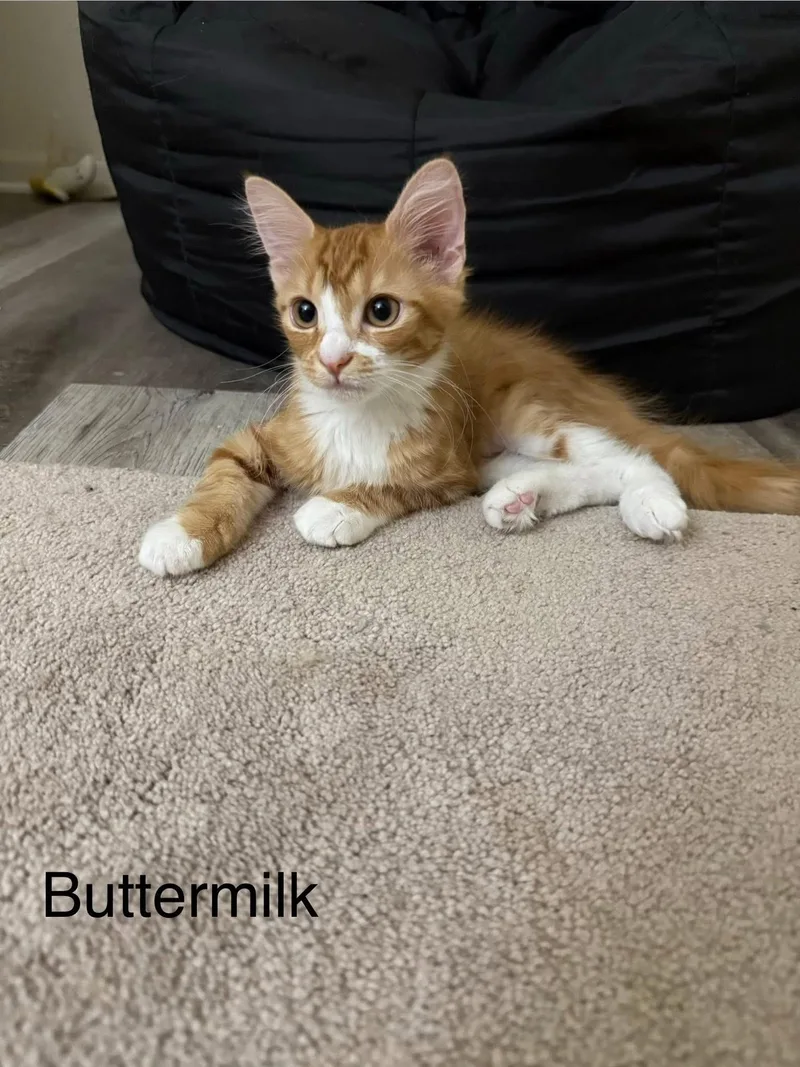 A baby medium-sized female Tabby (Orange / Red) Domestic Medium Hair cat named Buttermilk for adoption in Crystal Lake, IL