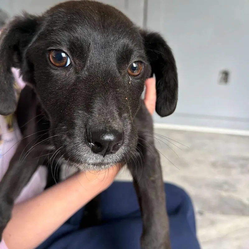 A young small-sized male Black Mixed Breed dog named Kit for adoption in Oak Hill, WV