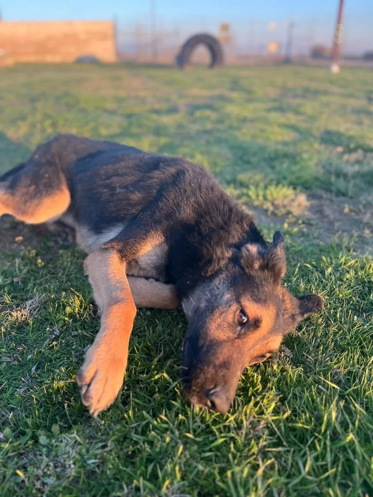 An adult large-sized male German Shepherd Dog dog named Peter for adoption in McFarland, CA