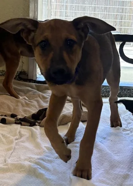 A baby medium-sized male Australian Cattle Dog / Blue Heeler dog named Tyler Adams for adoption in Brewster, MA