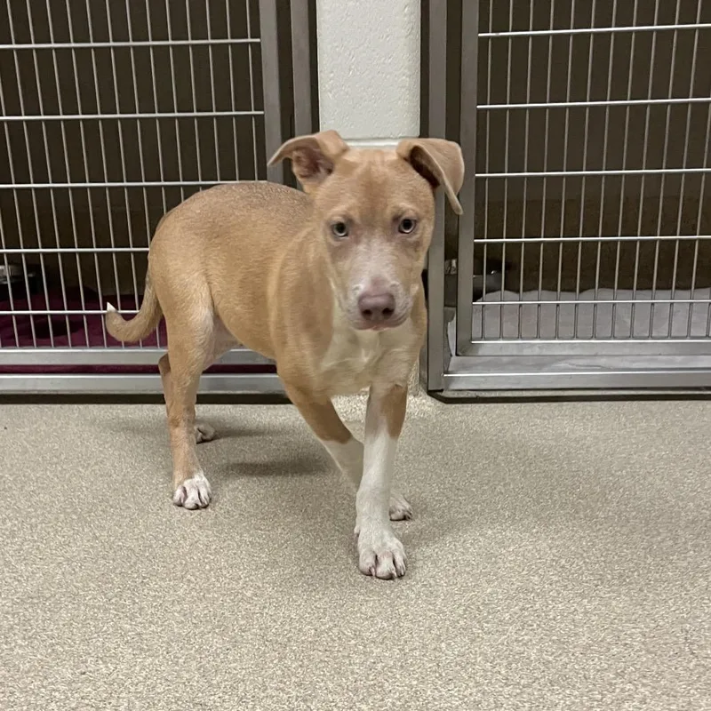 A baby medium-sized female Mixed Breed dog named Fawn for adoption in Bristol, IN