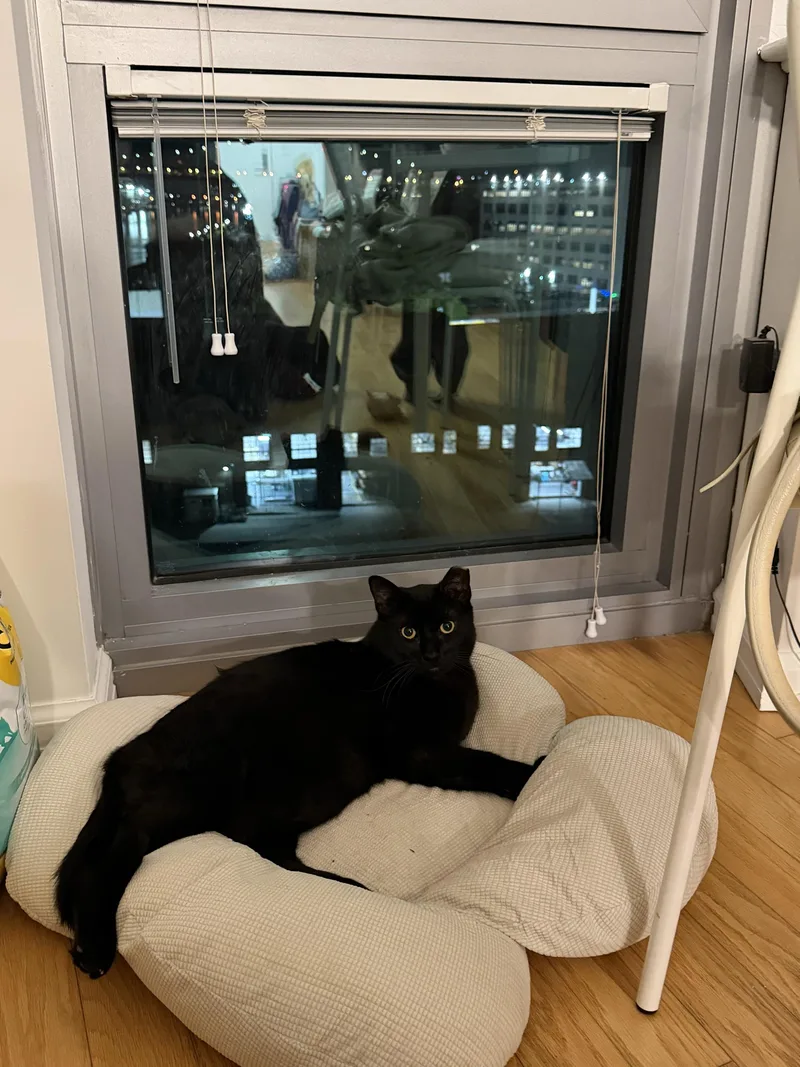 An adult medium-sized male Black Domestic Short Hair cat named Kalito for adoption in Long Island City, NY