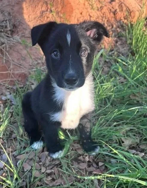 A baby extra large-sized male Border Collie dog named Goober for adoption in North Syracuse, NY