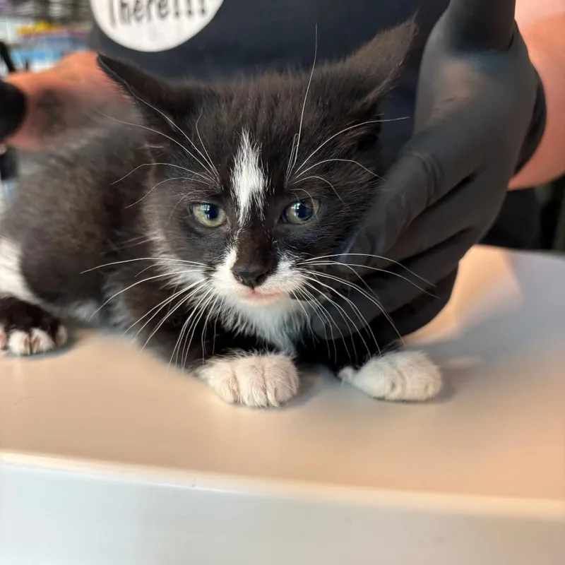 A baby small-sized male Black Domestic Short Hair cat named Thunder for adoption in Huntington, WV
