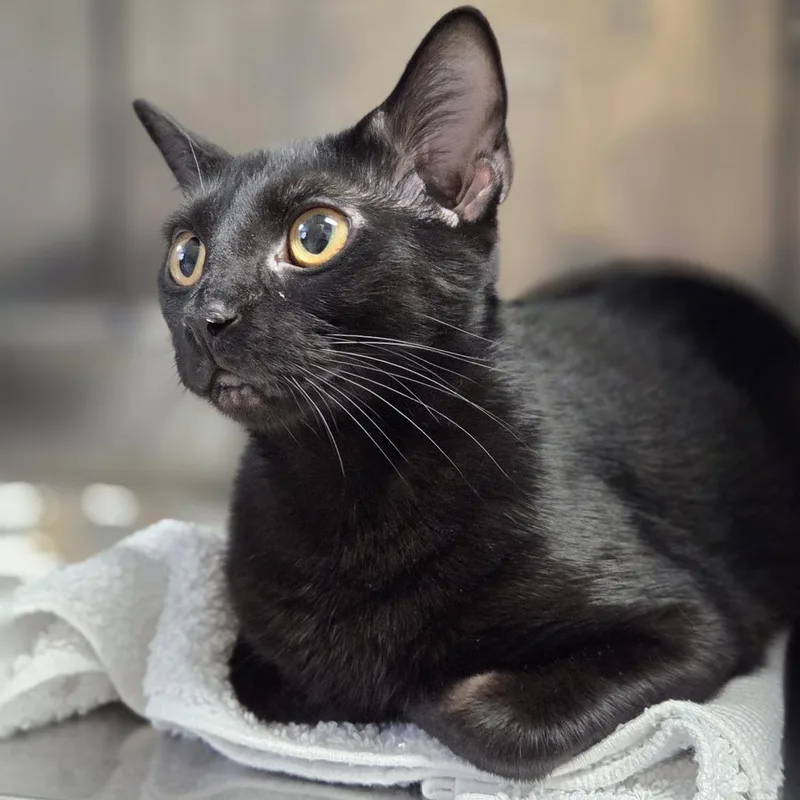 An adult medium-sized female Black Domestic Short Hair cat named Mya for adoption in Pittsford, VT