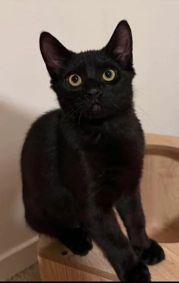 A baby medium-sized female Black Domestic Short Hair cat named Dani for adoption in oceanside, CA