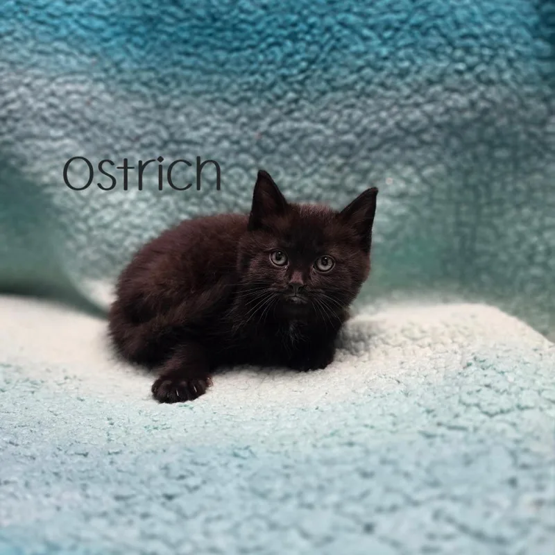 A baby small-sized female Domestic Short Hair cat named Ostrich for adoption in Parkersburg, WV