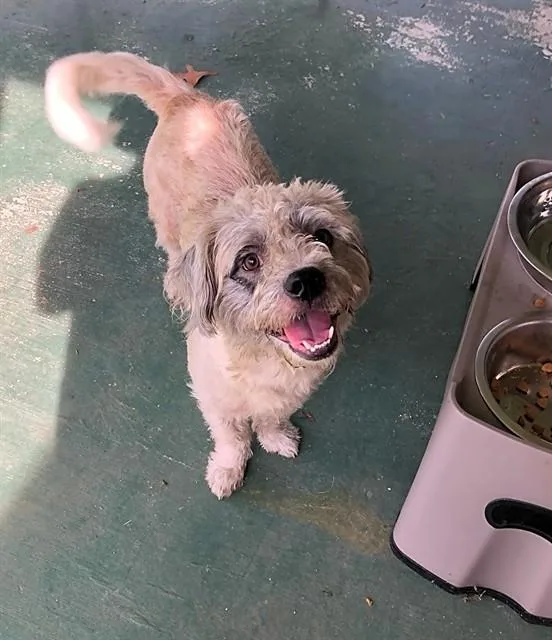 An adult medium-sized male Mixed Breed dog named Bark Twain for adoption in Augusta, GA