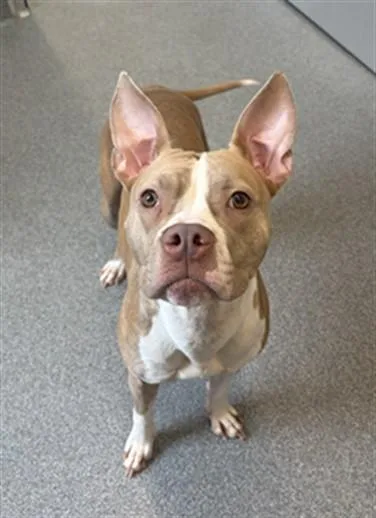 A young large-sized female Pit Bull Terrier dog named Chaise for adoption in Toledo, OH