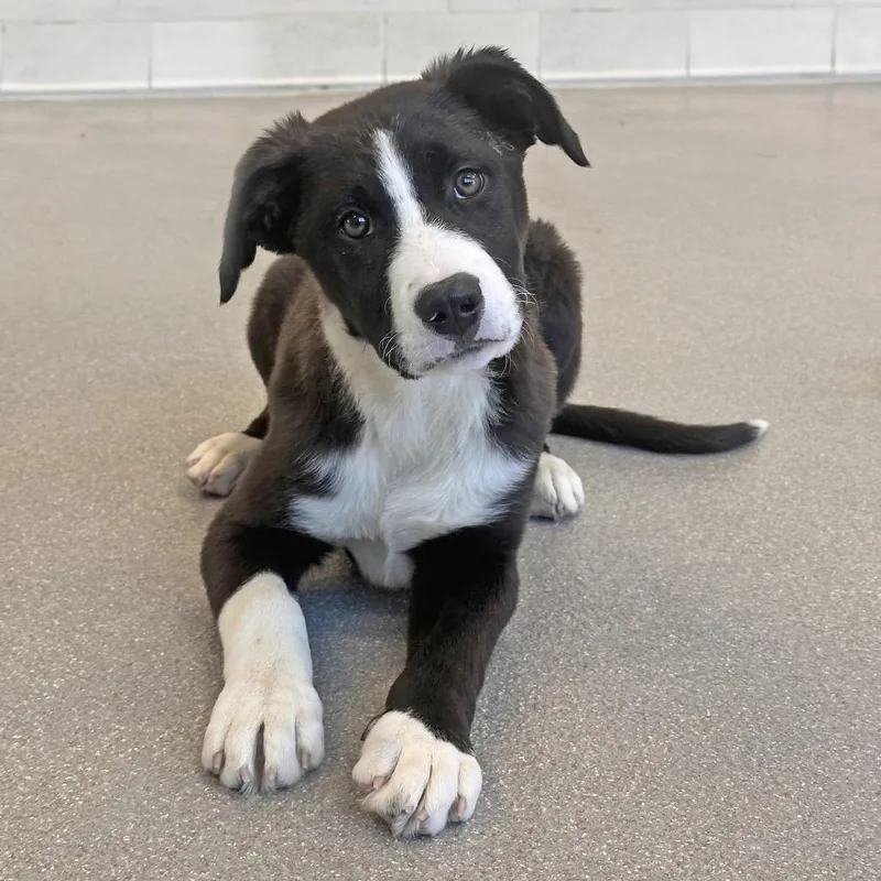 A baby small-sized male Black Mixed Breed dog named Bud for adoption in Hailey, ID
